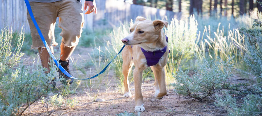 Top 10 Dog Leashes for Walking and Running